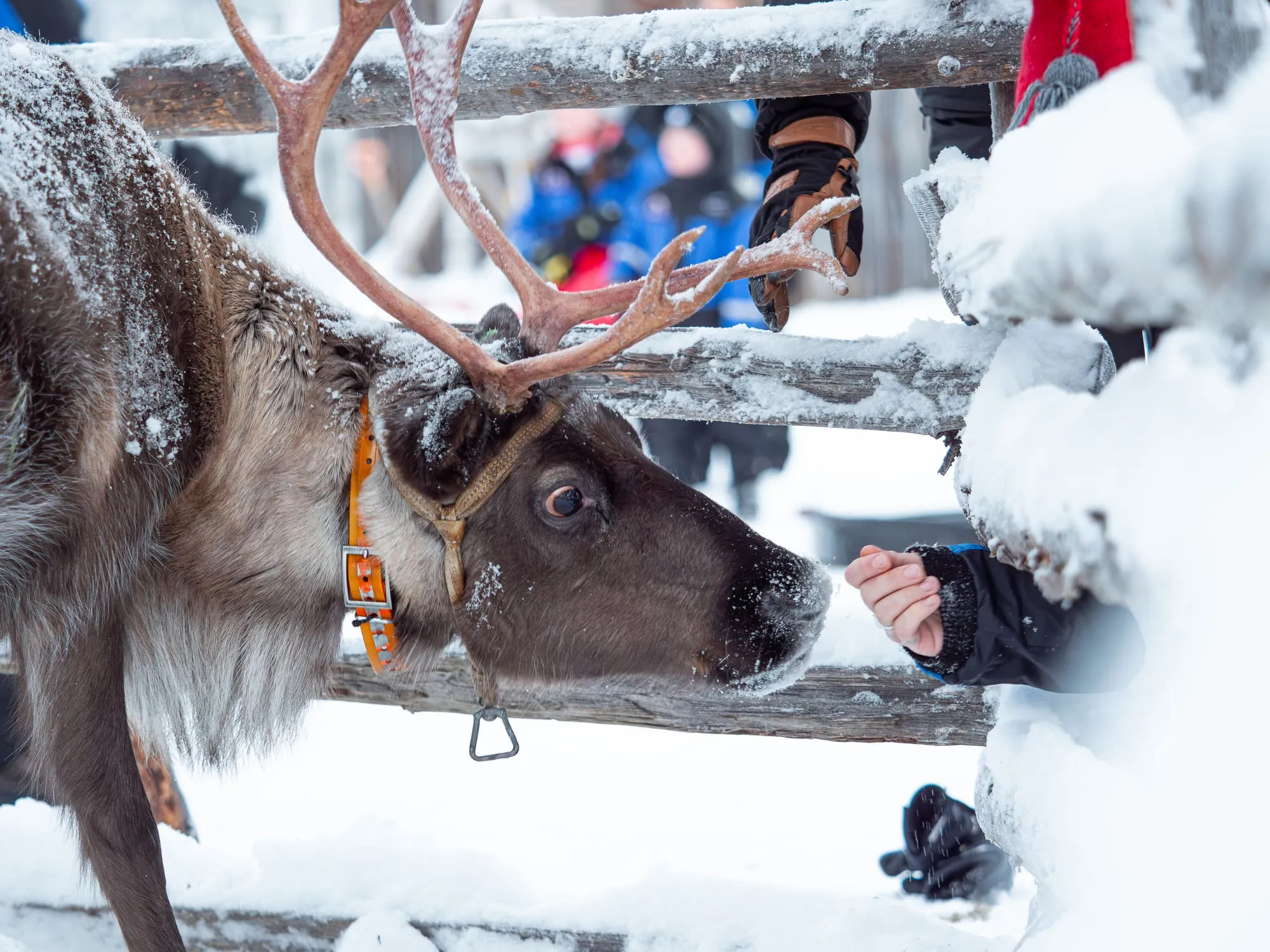 Arctic animals