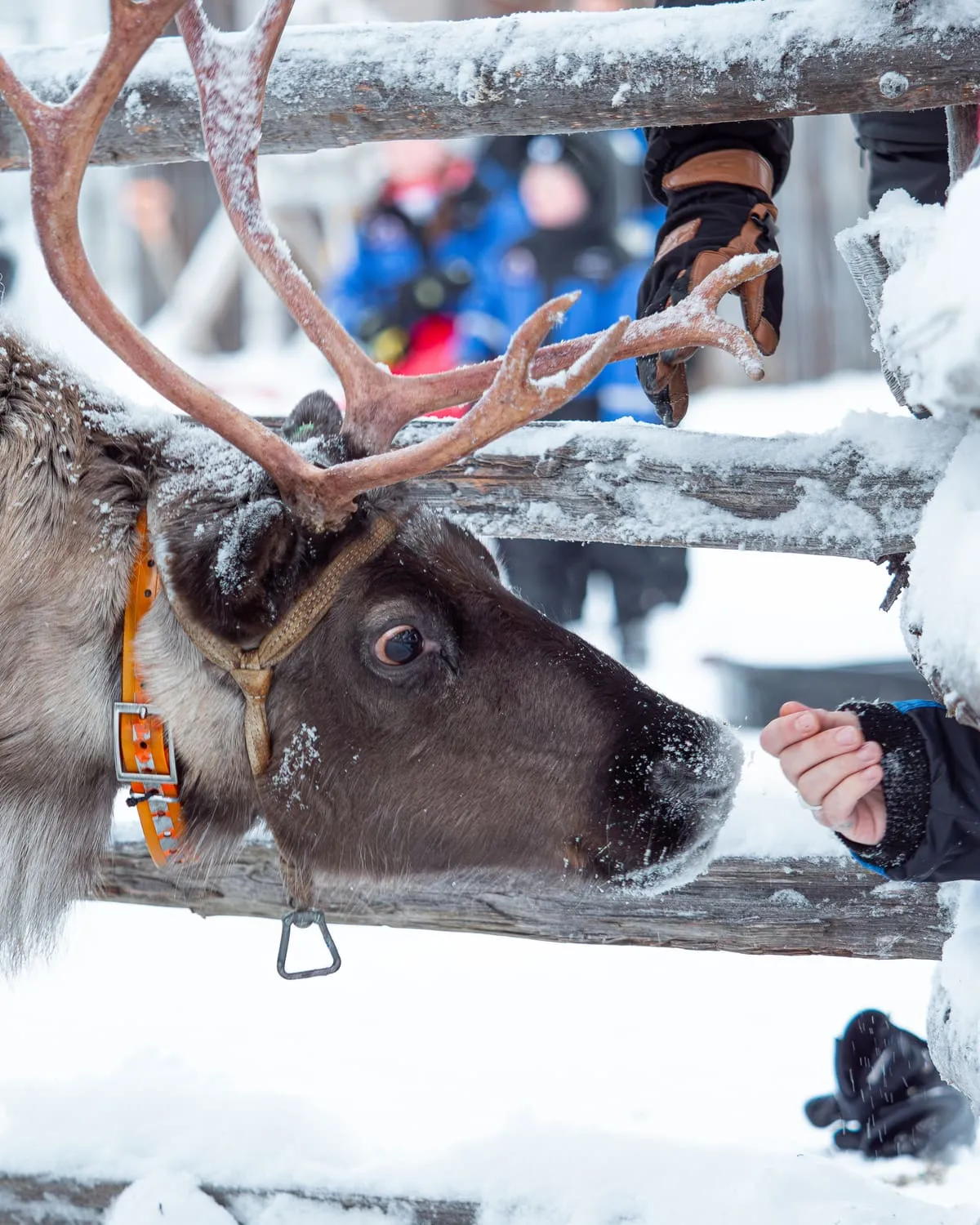 Arctic animals